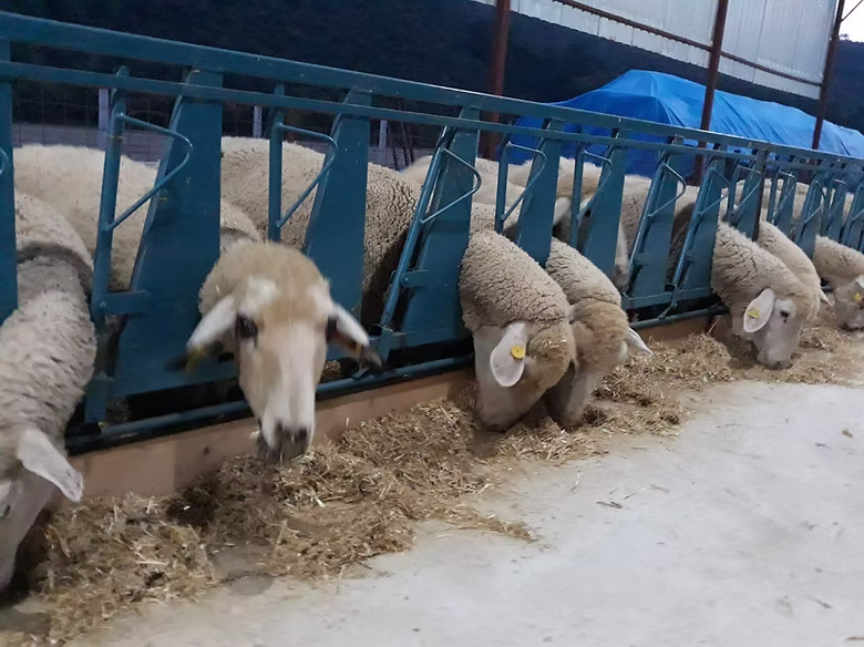 Küçükbaş Oluksuz Kilit - Görsel 2