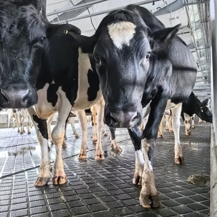 Tabaka İnek Yatağı - Görsel 5